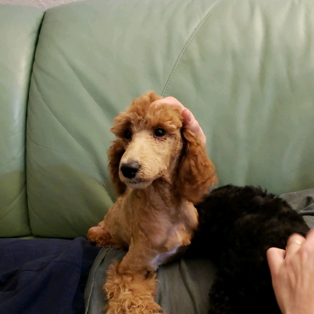 Meet your Posher, Marina